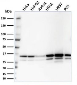 MDH1 Mouse anti-Human, Clone: CPTC-MDH1-1, Novus Biologicals 100 &mu;g;