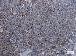 MDH2 Antibody (S05-4B5), Novus Biologicals:Antibodies:Primary Antibodies