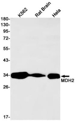 MDH2 Antibody (S06-4E2), Novus Biologicals 100 &mu;g | Buy Online | Novus Biologicals | Fisher Scientific