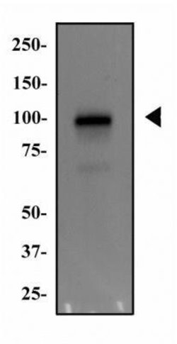 MDM2/HDM2 Antibody (SMP14) - Azide and BSA Free, Novus Biologicals 0.1