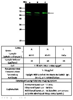 MDMX Antibody, Novus Biologicals:Antibodies:Primary Antibodies