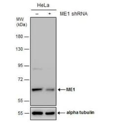 ME1 Antibody, Novus Biologicals 0.1 mL | Buy Online | Novus Biologicals | Fisher Scientific