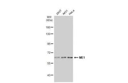 ME1 Antibody, Novus Biologicals 0.1 mL | Buy Online | Novus Biologicals | Fisher Scientific