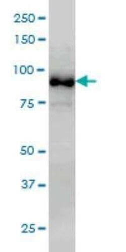 MED15 Antibody (4A4), Novus Biologicals 0.1 mg | Buy Online | Novus Biologicals | Fisher Scientific