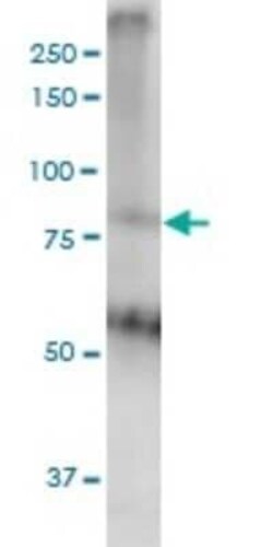 MED16 Antibody (2B7), Novus Biologicals 0.1 mg | Buy Online | Novus Biologicals | Fisher Scientific