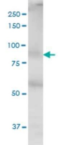 MED16 Antibody (2B7), Novus Biologicals 0.1 mg | Buy Online | Novus Biologicals | Fisher Scientific