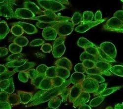 MED21 Mouse anti-Human, Clone: PCRP-MED21-4B5, Novus Biologicals:Antibodies:Primary