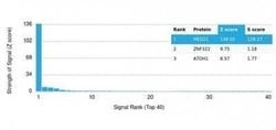 MED21 Mouse anti-Human, Clone: PCRP-MED21-4B5, Novus Biologicals:Antibodies:Primary