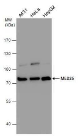 MED25 Antibody, Novus Biologicals 100 &mu;g; Unconjugated:Antibodies, Polyclonal