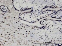 MED26 Antibody (2G10), Novus Biologicals 0.1 mg | Buy Online | Novus Biologicals | Fisher Scientific