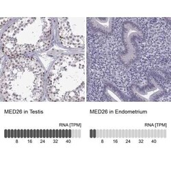 MED26 Antibody, Novus Biologicals:Antibodies:Primary Antibodies