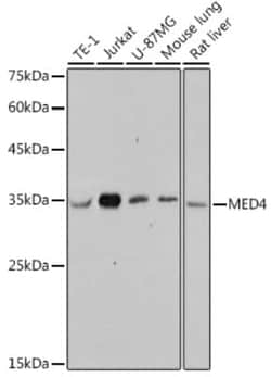 MED4 Rabbit anti-Human, Mouse, Rat, Clone: 8T5C9, Novus Biologicals 20 &mu;g | Buy Online | Bio-Techne | Fisher Scientific