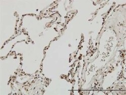 MEF2A Antibody (1A10), Novus Biologicals 0.1 mg | Buy Online | Novus Biologicals | Fisher Scientific