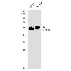 MEF2A Antibody (S06-9A6), Novus Biologicals:Antibodies:Primary Antibodies