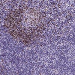 MEF2C Antibody, Novus Biologicals 0.1 mL | Buy Online | Novus Biologicals | Fisher Scientific