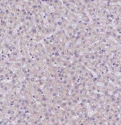 MEF2C Antibody, Novus Biologicals 0.1 mL | Buy Online | Novus Biologicals | Fisher Scientific