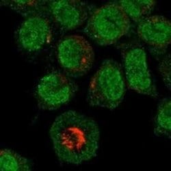 MEFV Rabbit anti-Human, Polyclonal, Novus Biologicals 100 &mu;g | Buy Online | Novus Biologicals | Fisher Scientific