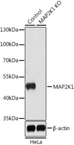 GSK-3 beta Rabbit anti-Human, Mouse, Rat, Polyclonal, Novus Biologicals:Antibodies:Primary