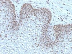 MEKK1 Antibody (2F6), Novus Biologicals 0.02mg; Unlabeled:Antibodies, Monoclonal