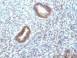 MEKK1 Antibody (2F6), Novus Biologicals 0.02mg; Unlabeled:Antibodies, Monoclonal