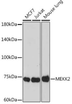MEKK2 Rabbit anti-Human, Mouse, Rat, Clone: 9L5O3, Novus Biologicals 20 &mu;g | Buy Online | Bio-Techne | Fisher Scientific