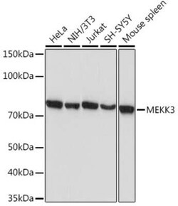 MEKK3 Rabbit anti-Human, Mouse, Clone: 9N3Y9, Novus Biologicals 100 &mu;g | Buy Online | Novus Biologicals | Fisher Scientific
