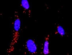 MEKK4 Antibody (6A12), Novus Biologicals 0.1 mg | Buy Online | Novus Biologicals | Fisher Scientific