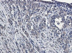 MEKK4 Antibody (S05-8A5), Novus Biologicals:Antibodies:Primary Antibodies