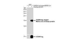 MERS-CoV Envelope Antibody, Novus Biologicals 100 &mu;g | Buy Online | Novus Biologicals | Fisher Scientific