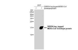 MERS-CoV Envelope Antibody, Novus Biologicals 100 &mu;g | Buy Online | Bio-Techne | Fisher Scientific