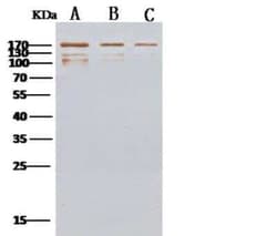 MERS-CoV Spike Protein Antibody, Novus Biologicals 50 &mu;g; Unconjugated:Antibodies,