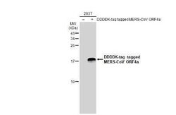MERS-CoV ORF4a Antibody, Novus Biologicals 100 &mu;g | Buy Online | Novus Biologicals | Fisher Scientific