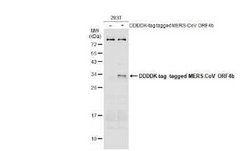 MERS-CoV ORF4b Antibody, Novus Biologicals 100 &mu;g | Buy Online | Novus Biologicals | Fisher Scientific