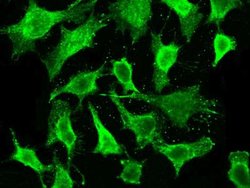 MESDC2 Rabbit anti-Human, Clone: 502, Novus Biologicals 100 &mu;g; Unconjugated:Antibodies,