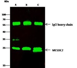 MESDC2 Rabbit anti-Human, Clone: 502, Novus Biologicals 100 &mu;g; Unconjugated:Antibodies,