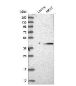 MEST Antibody, Novus Biologicals 0.1 mL | Buy Online | Novus Biologicals | Fisher Scientific