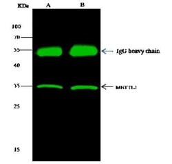 METTL1 Antibody, Novus Biologicals:Antibodies:Primary Antibodies