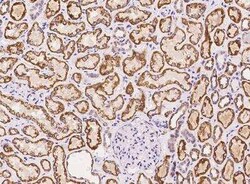 METTL20 Antibody, Novus Biologicals:Antibodies:Primary Antibodies