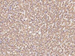 METTL20 Antibody, Novus Biologicals:Antibodies:Primary Antibodies