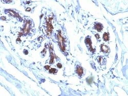 MFG-E8 Antibody (EDM45), Novus Biologicals 0.1mg; Unlabeled:Antibodies,