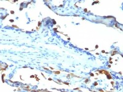 MFG-E8 Antibody (EDM45), Novus Biologicals 0.1mg; Unlabeled:Antibodies,