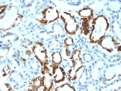 MFG-E8 Antibody (EDM45), Novus Biologicals 0.1mg; Unlabeled:Antibodies,