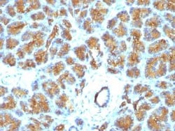 MFG-E8 Antibody (EDM45), Novus Biologicals 0.1mg; Unlabeled:Antibodies,