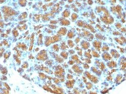 MFG-E8 Antibody (MFG-06), Novus Biologicals 0.02mg; Unlabeled:Antibodies,