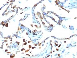 MFG-E8 Antibody (MFG-06), Novus Biologicals 0.02mg; Unlabeled:Antibodies,