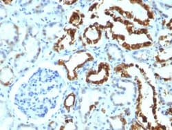MFG-E8 Antibody (MFG-06), Novus Biologicals 0.02mg; Unlabeled:Antibodies,