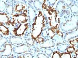 MFG-E8 Antibody (SPM291), Novus Biologicals:Antibodies:Primary Antibodies