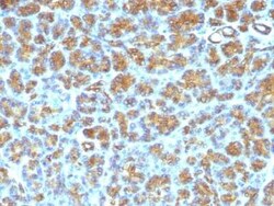 MFG-E8 Antibody (SPM291), Novus Biologicals:Antibodies:Primary Antibodies