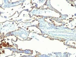 MFG-E8 Antibody (SPM291), Novus Biologicals:Antibodies:Primary Antibodies
