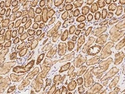 MFSD11 Antibody, Novus Biologicals 100 &mu;g; Unconjugated:Antibodies,